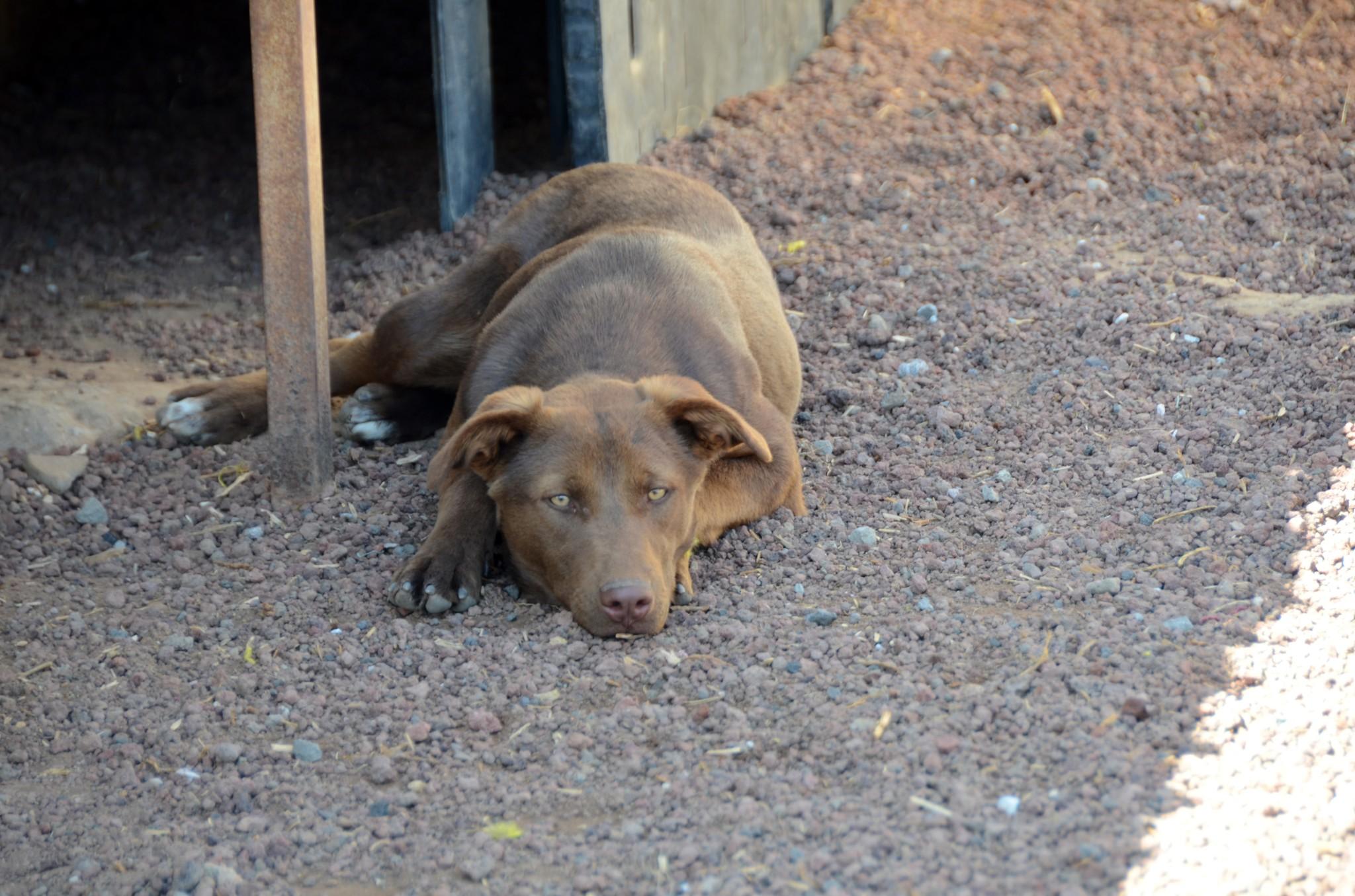 Lala, Young Female Mixed Breed