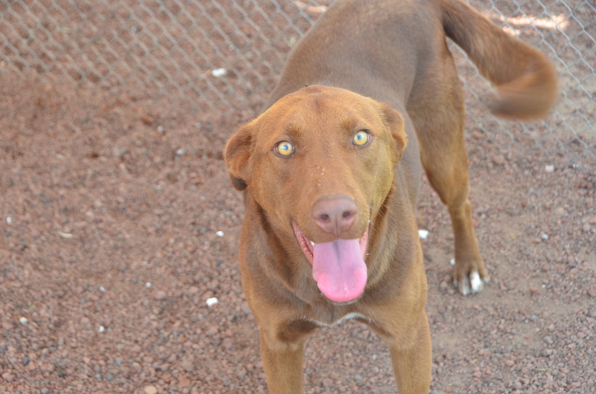 Enlarge Lala, a Adoptable Mixed Breed in London, ON image 2/6