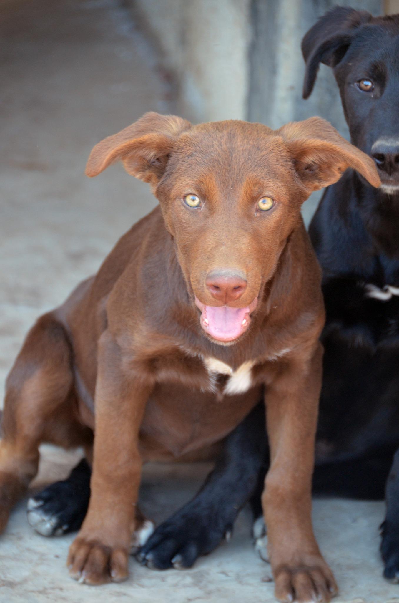 Enlarge Lala, a Adoptable Mixed Breed in London, ON image 3/6