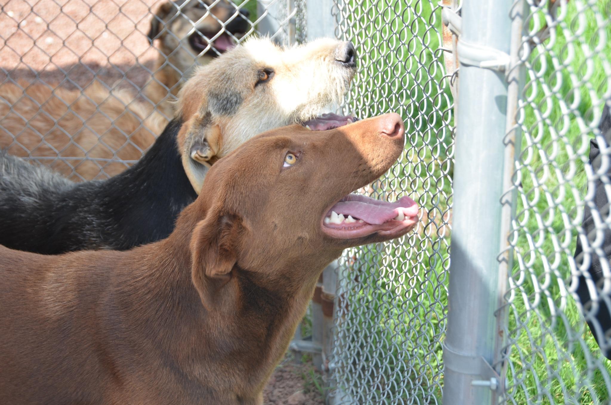 Enlarge Lala, a Adoptable Mixed Breed in London, ON image 4/6