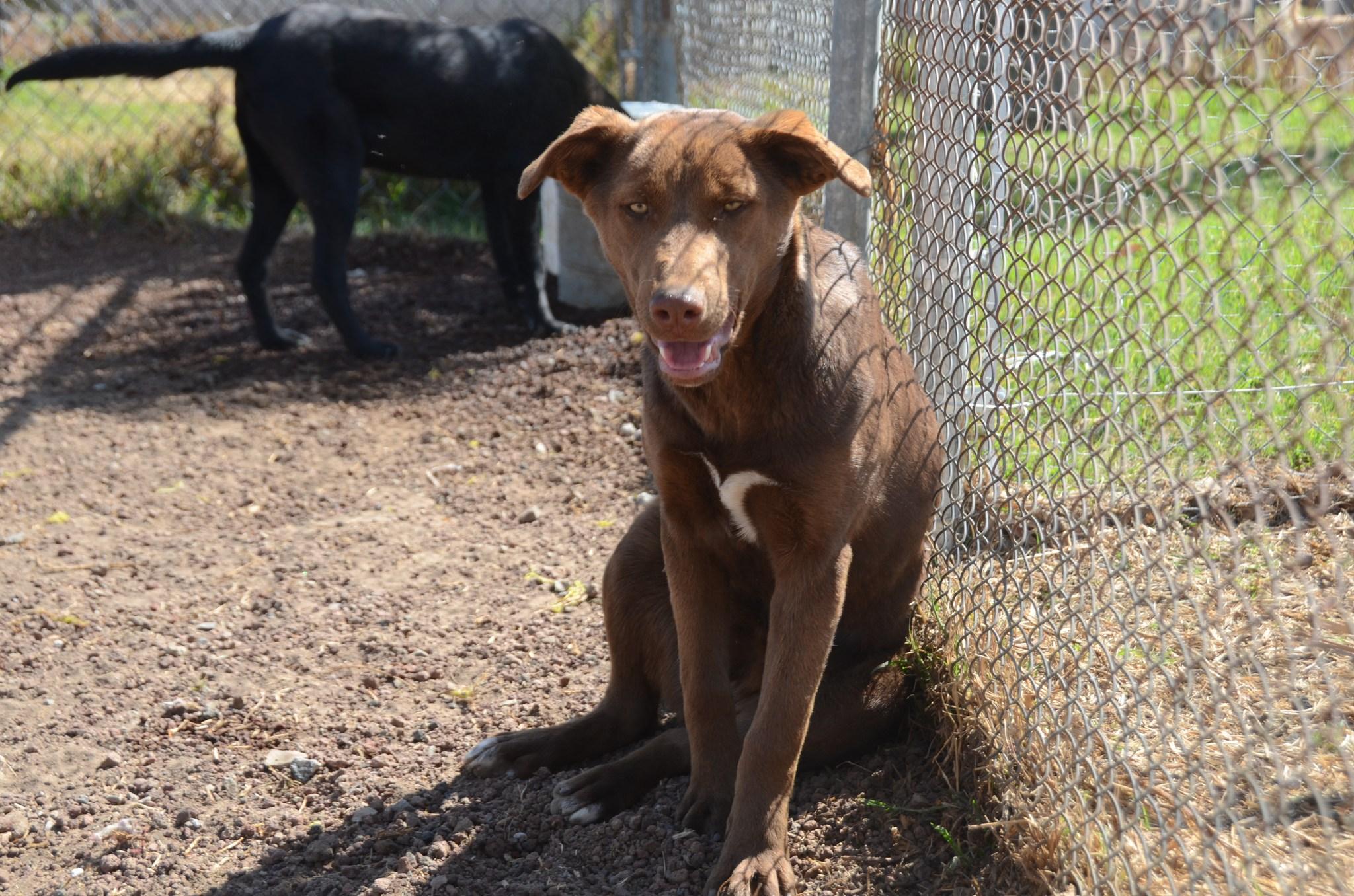 Enlarge Lala, a Adoptable Mixed Breed in London, ON image 5/6