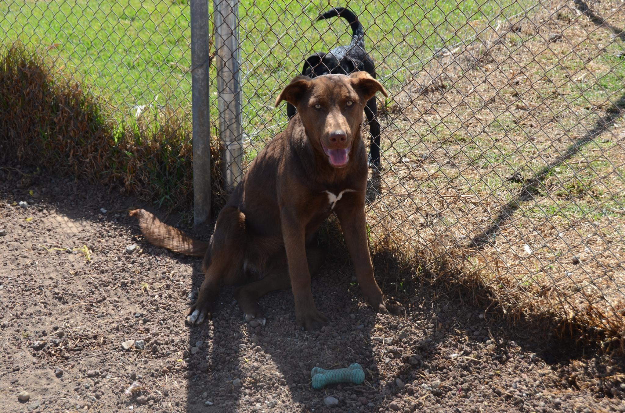 Enlarge Lala, a Adoptable Mixed Breed in London, ON image 6/6