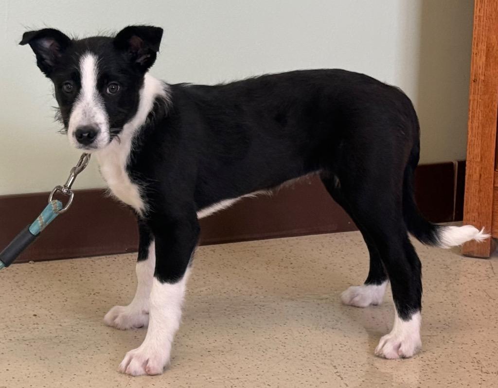 Sophia, a ADOPTABLE mixed breed in Amery, WI image 4/4