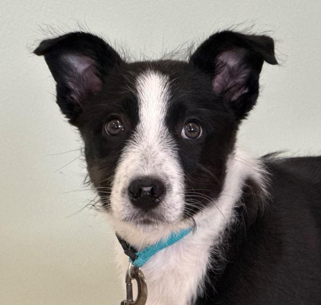 Sophia, a ADOPTABLE mixed breed in Amery, WI image 1/4