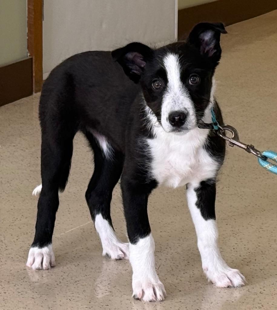 Sophia, a ADOPTABLE mixed breed in Amery, WI image 2/4