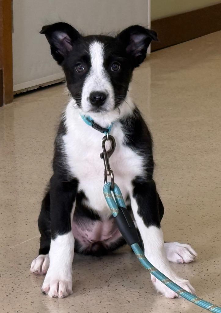 Sophia, a ADOPTABLE mixed breed in Amery, WI image 3/4