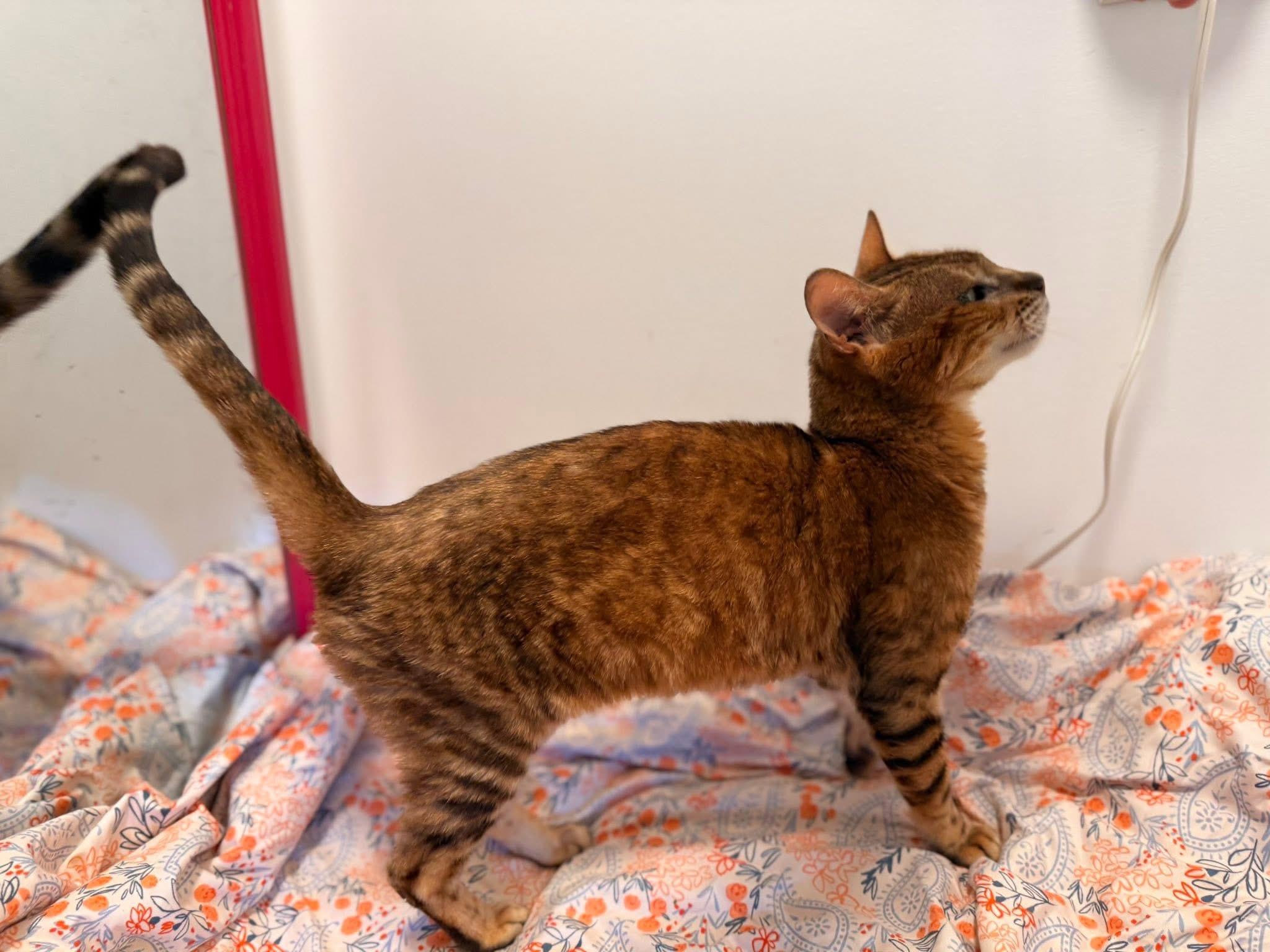 Enlarge Nala - MI, a Adoptable Bengal in Jackson, MI image 1/4