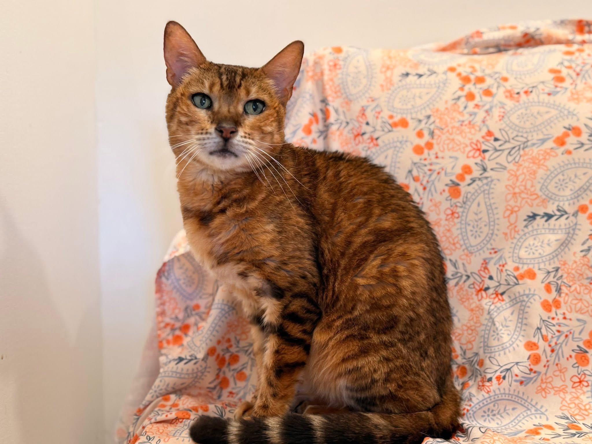 Enlarge Nala - MI, a Adoptable Bengal in Jackson, MI image 2/4
