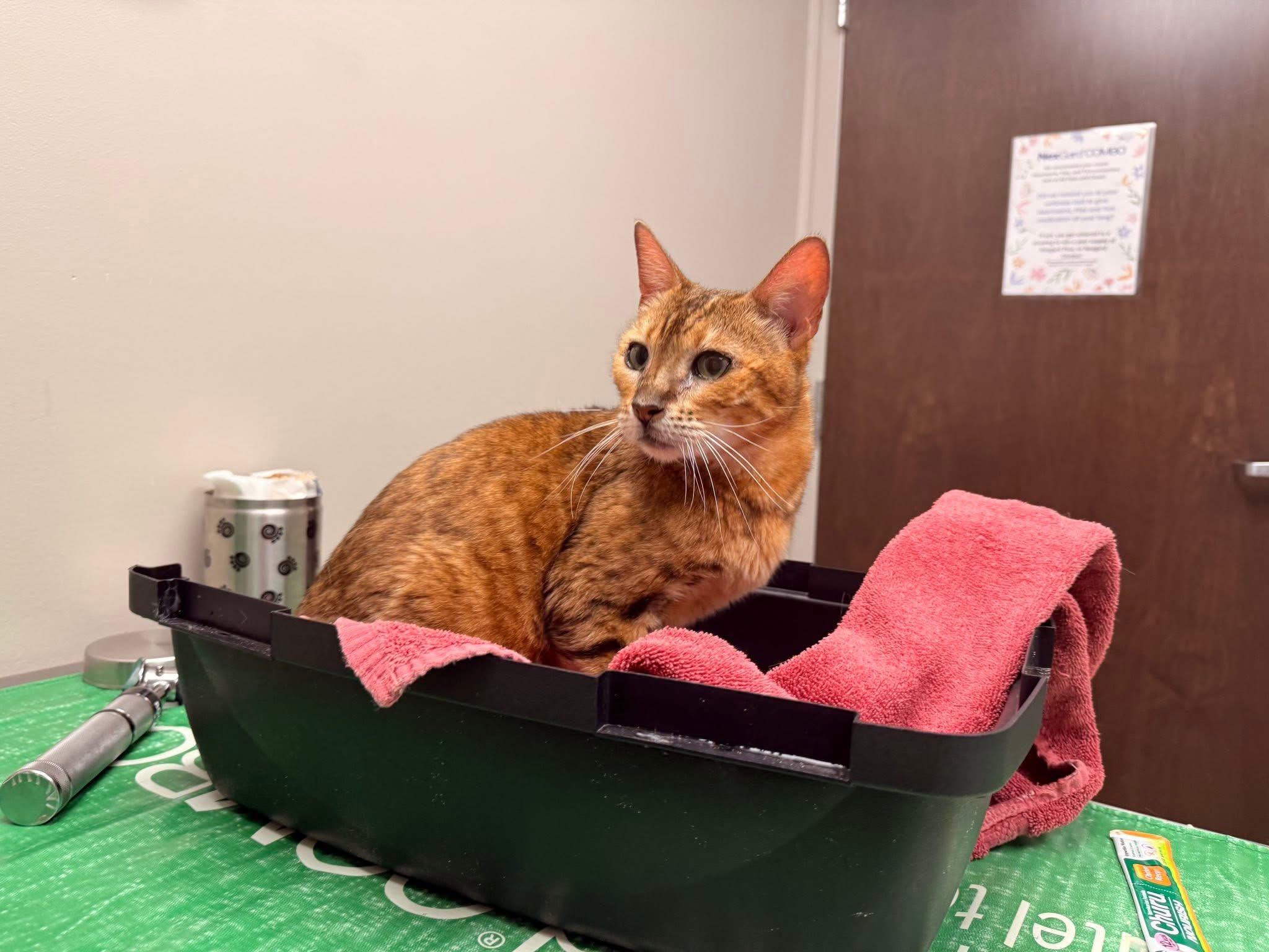 Enlarge Nala - MI, a Adoptable Bengal in Jackson, MI image 3/4