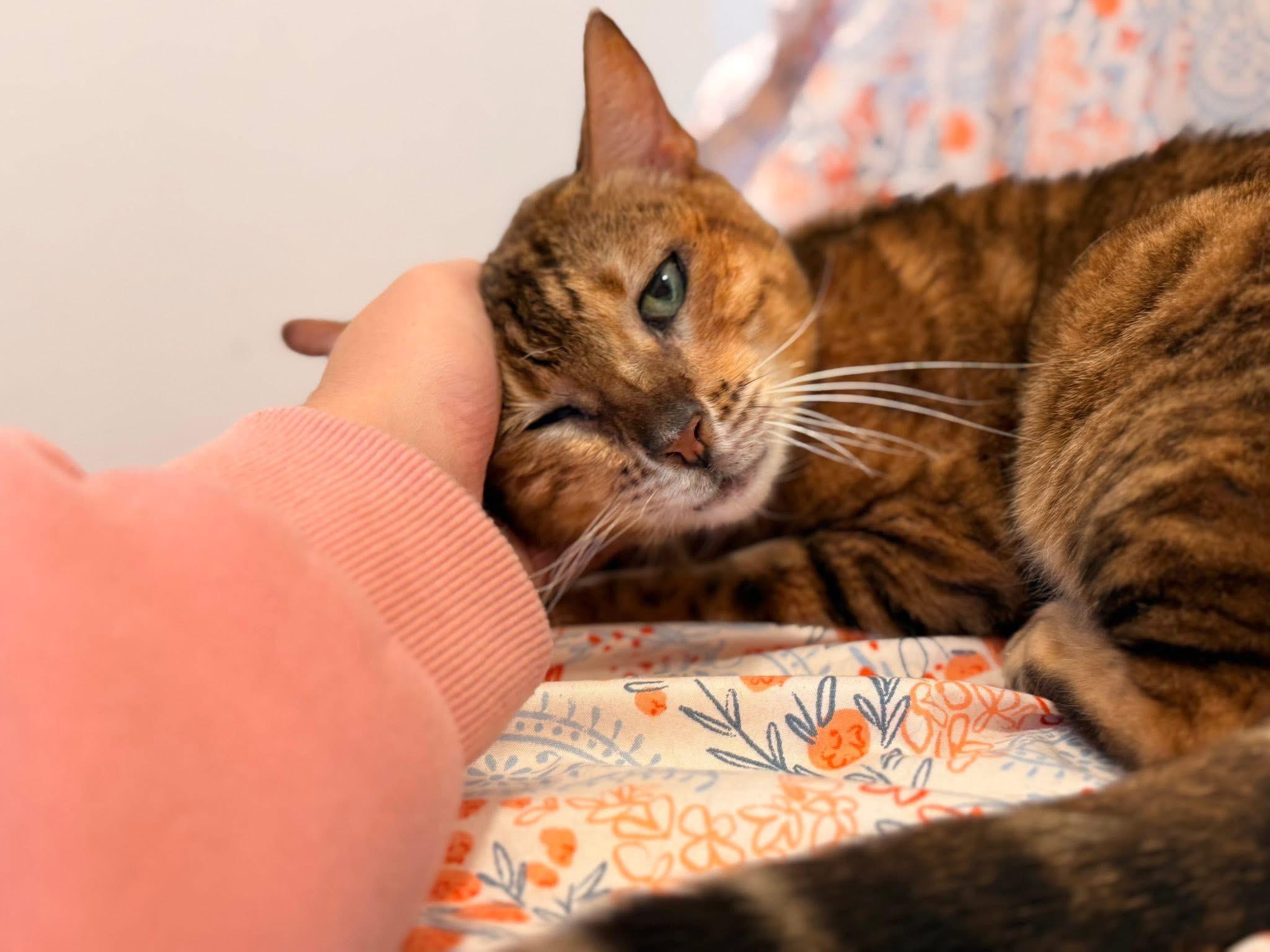 Enlarge Nala - MI, a Adoptable Bengal in Jackson, MI image 4/4