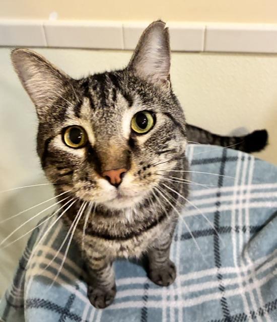 Enlarge Rocket, an adopted Tabby in Canoga Park, CA image 4/4