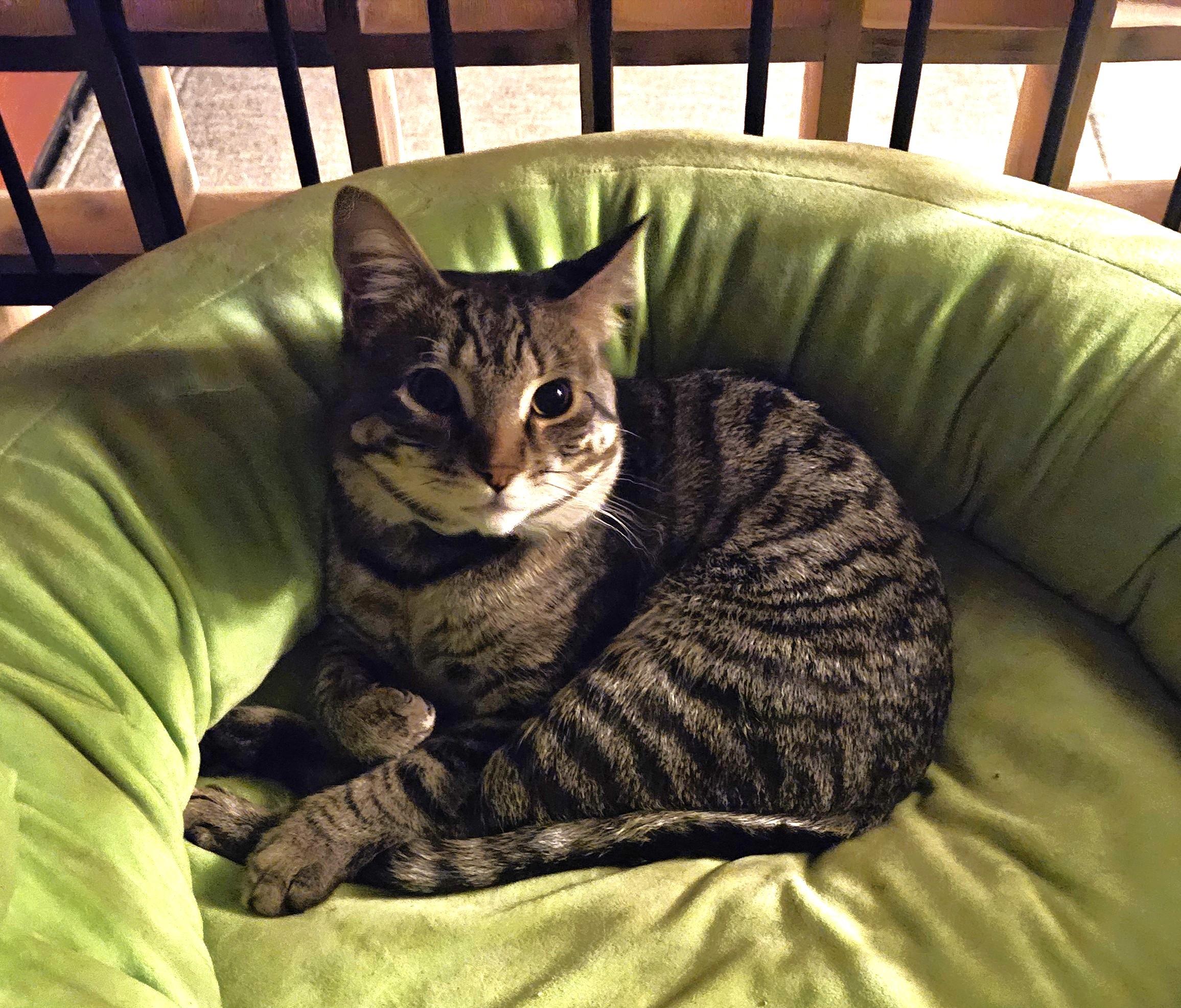 Enlarge Rocket, an adopted Tabby in Canoga Park, CA image 2/4