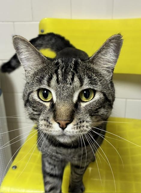 Rocket, adopted, Young Male Tabby.