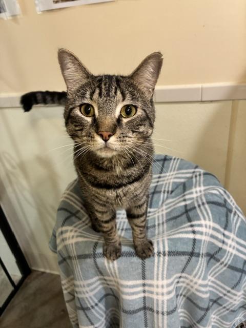 Enlarge Rocket, an adopted Tabby in Canoga Park, CA image 3/4