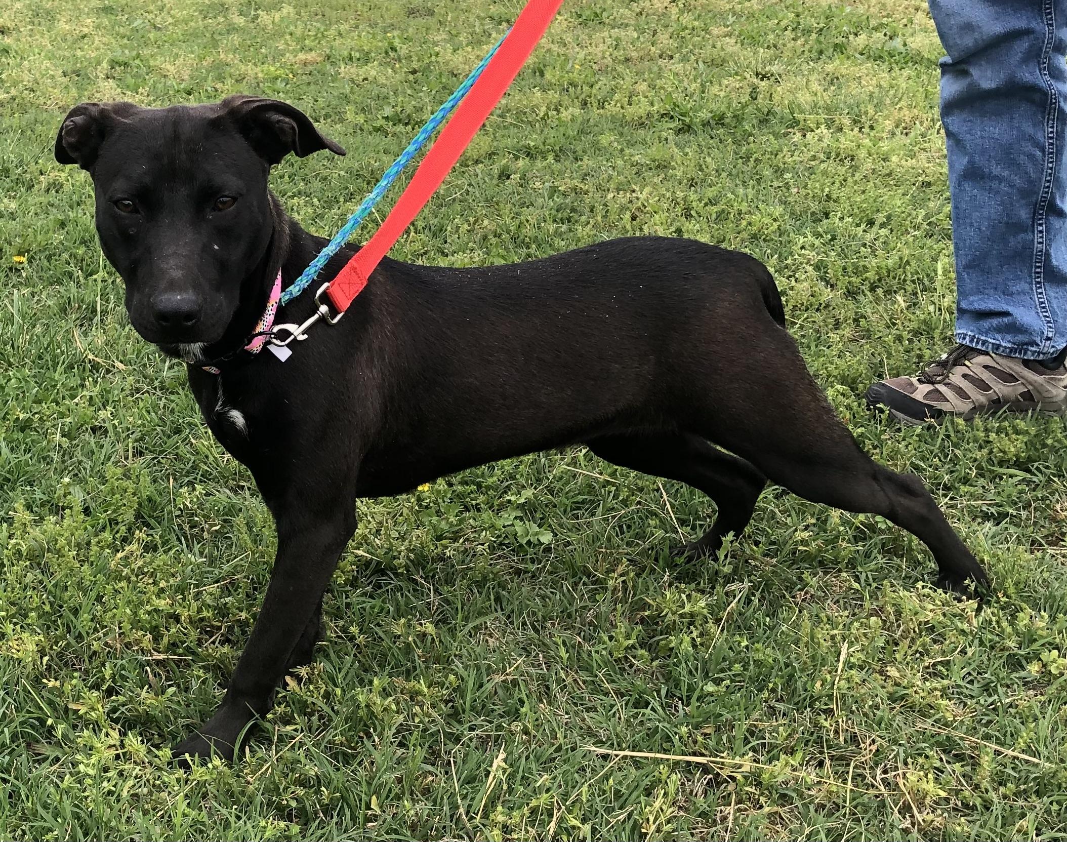 Enlarge Plankton, a Adoptable mixed breed in Vienna, VA image 1/4
