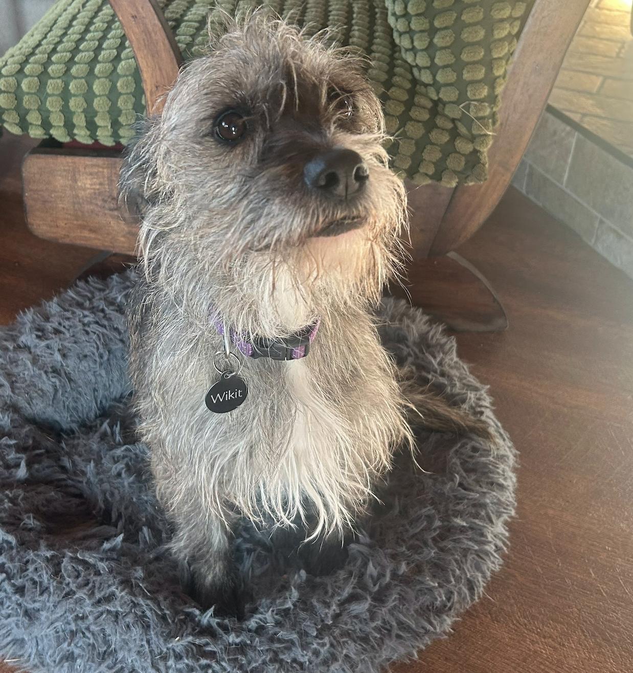 Wikit, Adoptable, Adult Female Terrier.