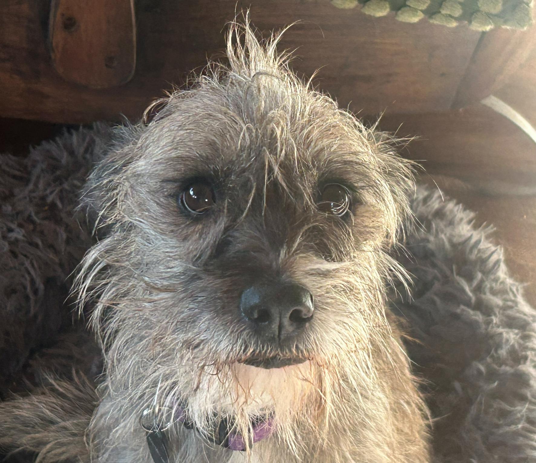 Wikit, a Adoptable mixed breed in Calgary, AB image 2/3