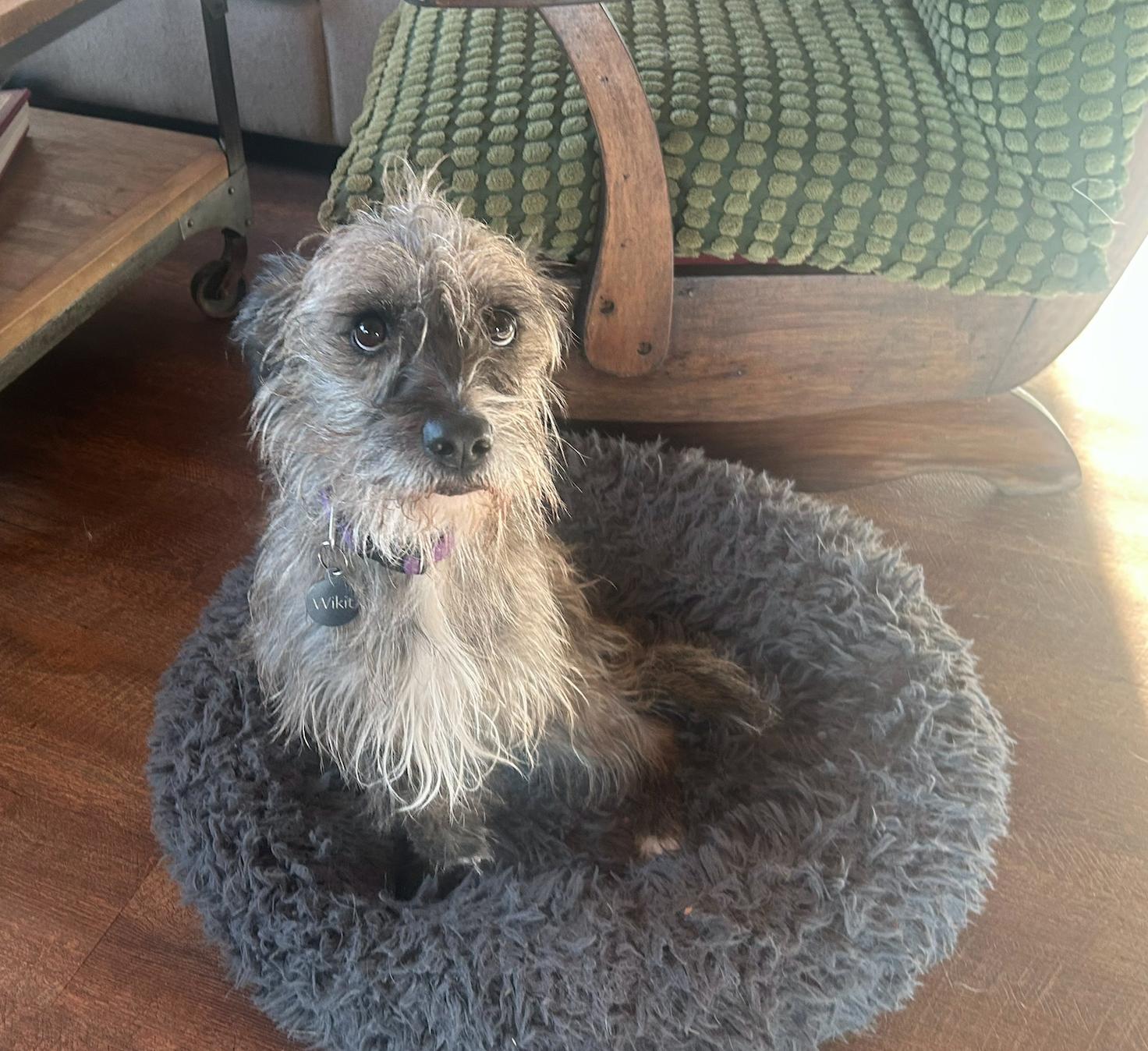 Wikit, a Adoptable mixed breed in Calgary, AB image 3/3