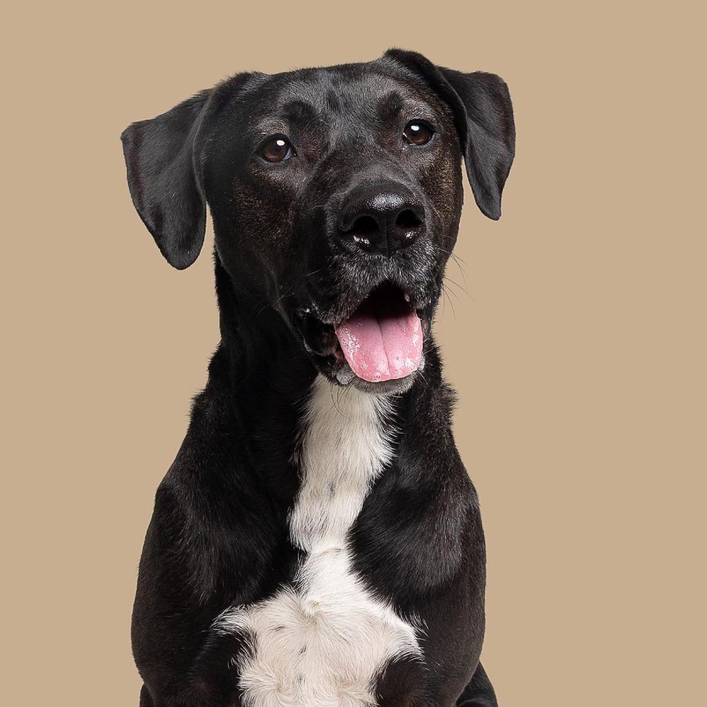 Enlarge Carl, a Adoptable Mixed Breed in South Portland, ME image 1/6