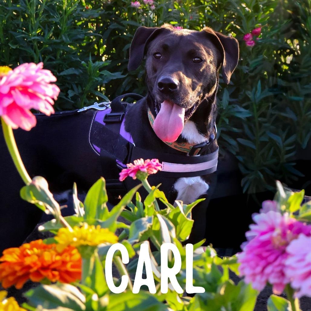 Carl, a Adoptable Mixed Breed in South Portland, ME image 1/5