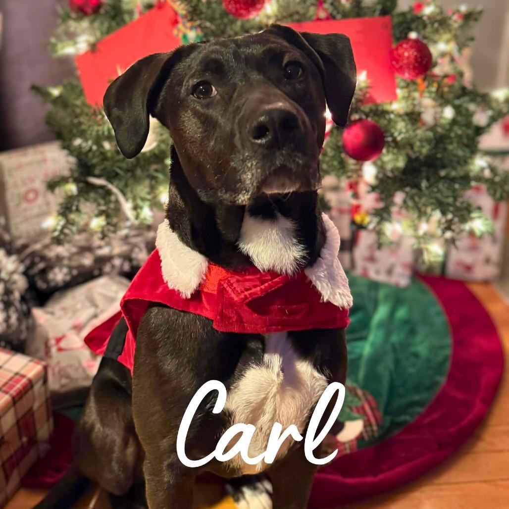 Carl, Adoptable, Adult Male Mixed Breed.