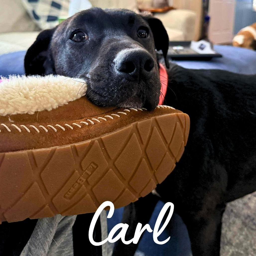 Carl, a Adoptable Mixed Breed in South Portland, ME image 2/5