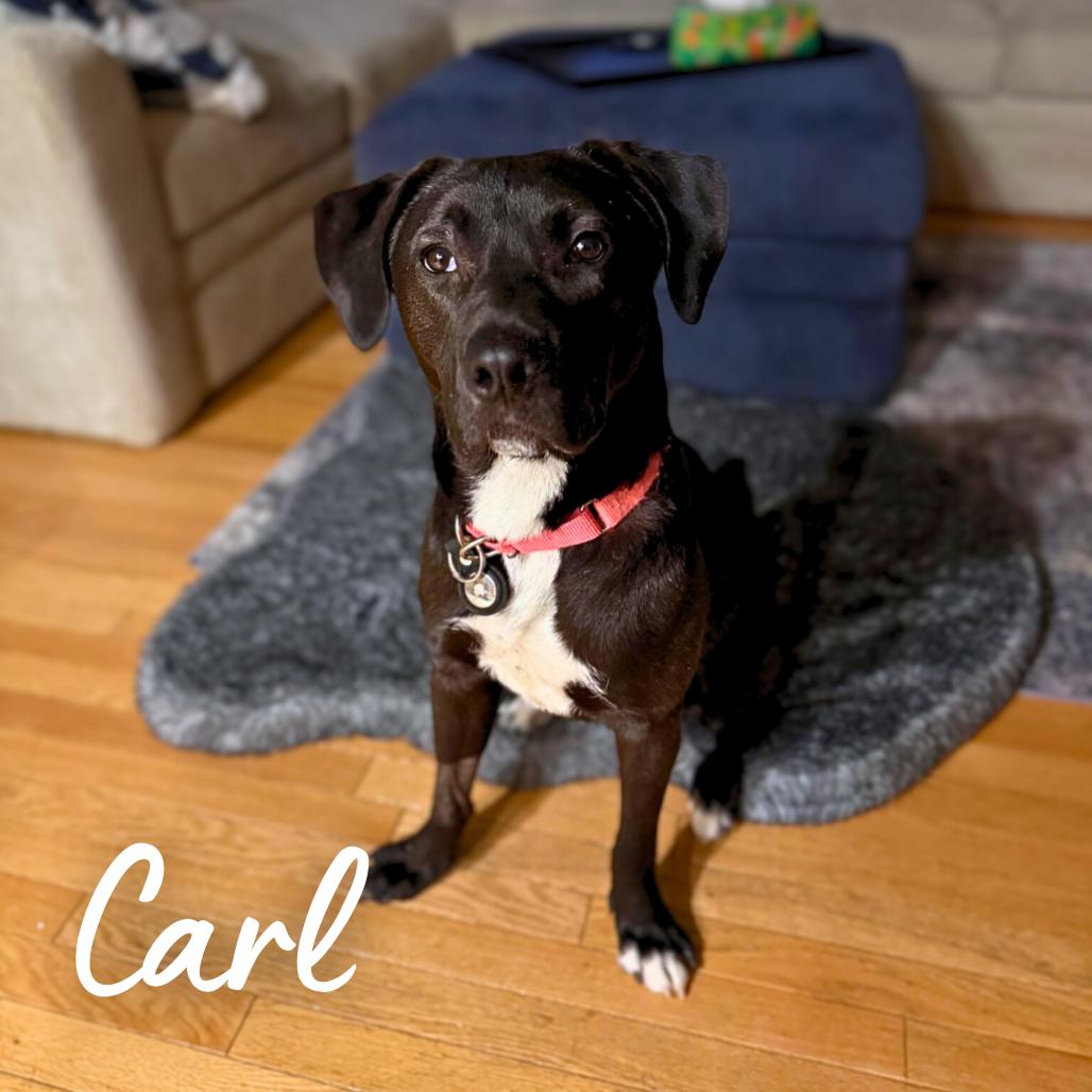 Carl, a Adoptable Mixed Breed in South Portland, ME image 3/5
