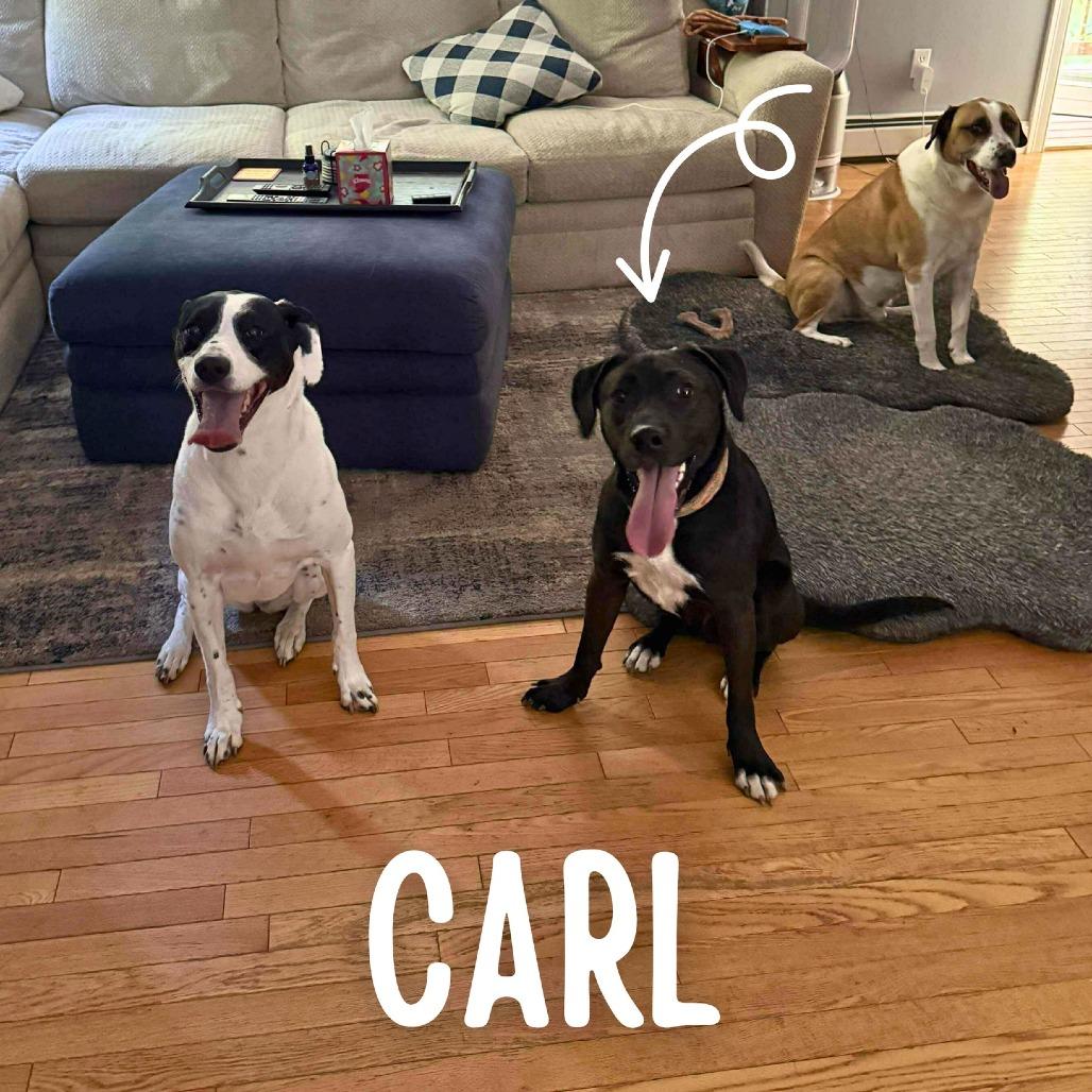 Carl, a Adoptable Mixed Breed in South Portland, ME image 4/5