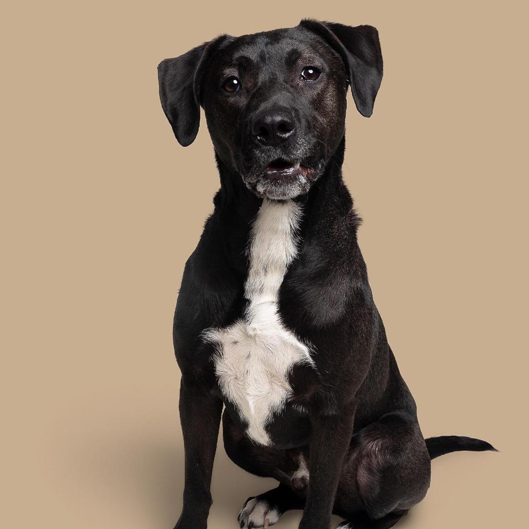 Enlarge Carl, a Adoptable Mixed Breed in South Portland, ME image 5/6