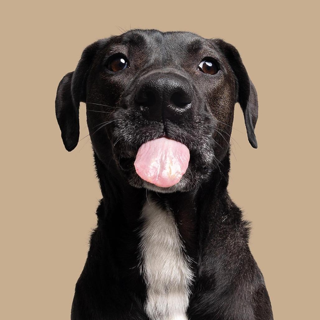 Enlarge Carl, a Adoptable Mixed Breed in South Portland, ME image 4/6