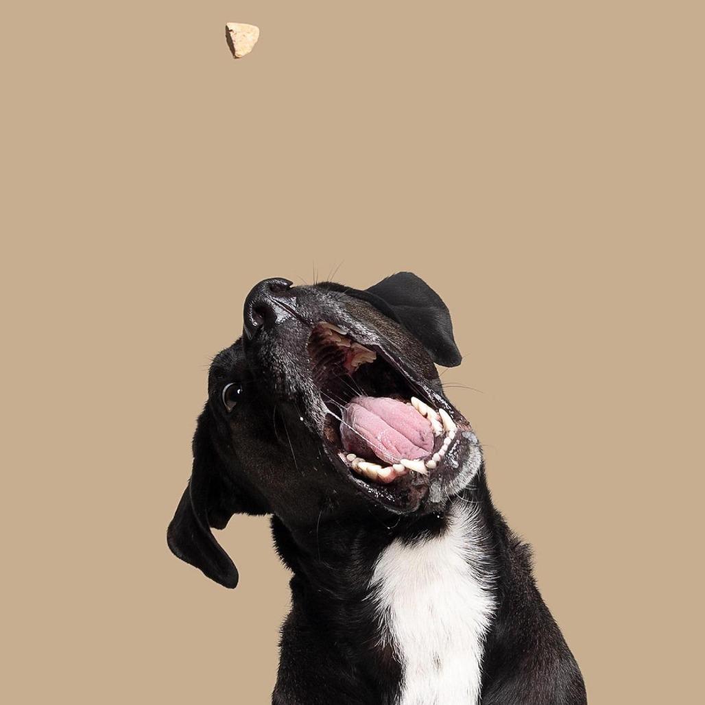 Enlarge Carl, a Adoptable Mixed Breed in South Portland, ME image 5/6