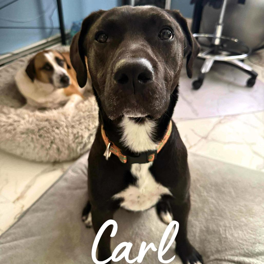 Carl, a Adoptable Mixed Breed in South Portland, ME image 5/5