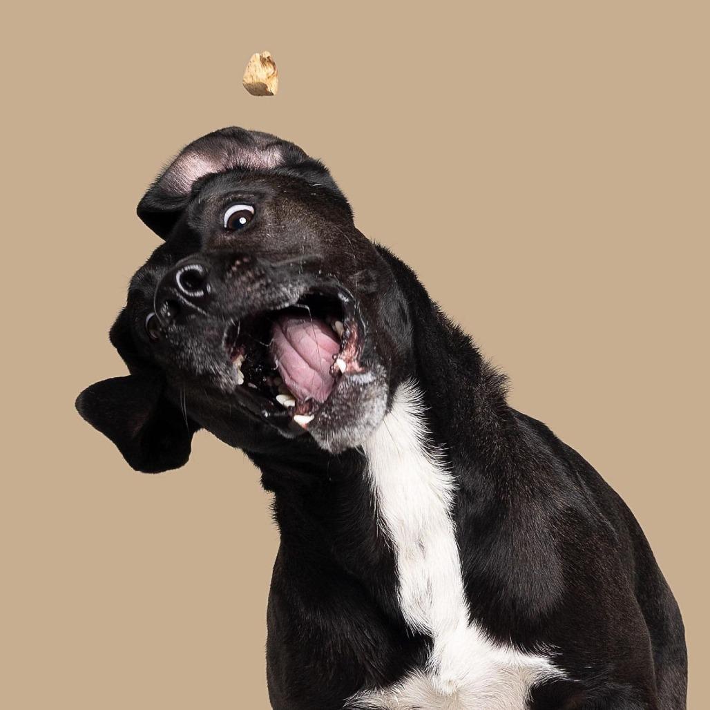 Enlarge Carl, a Adoptable Mixed Breed in South Portland, ME image 6/6