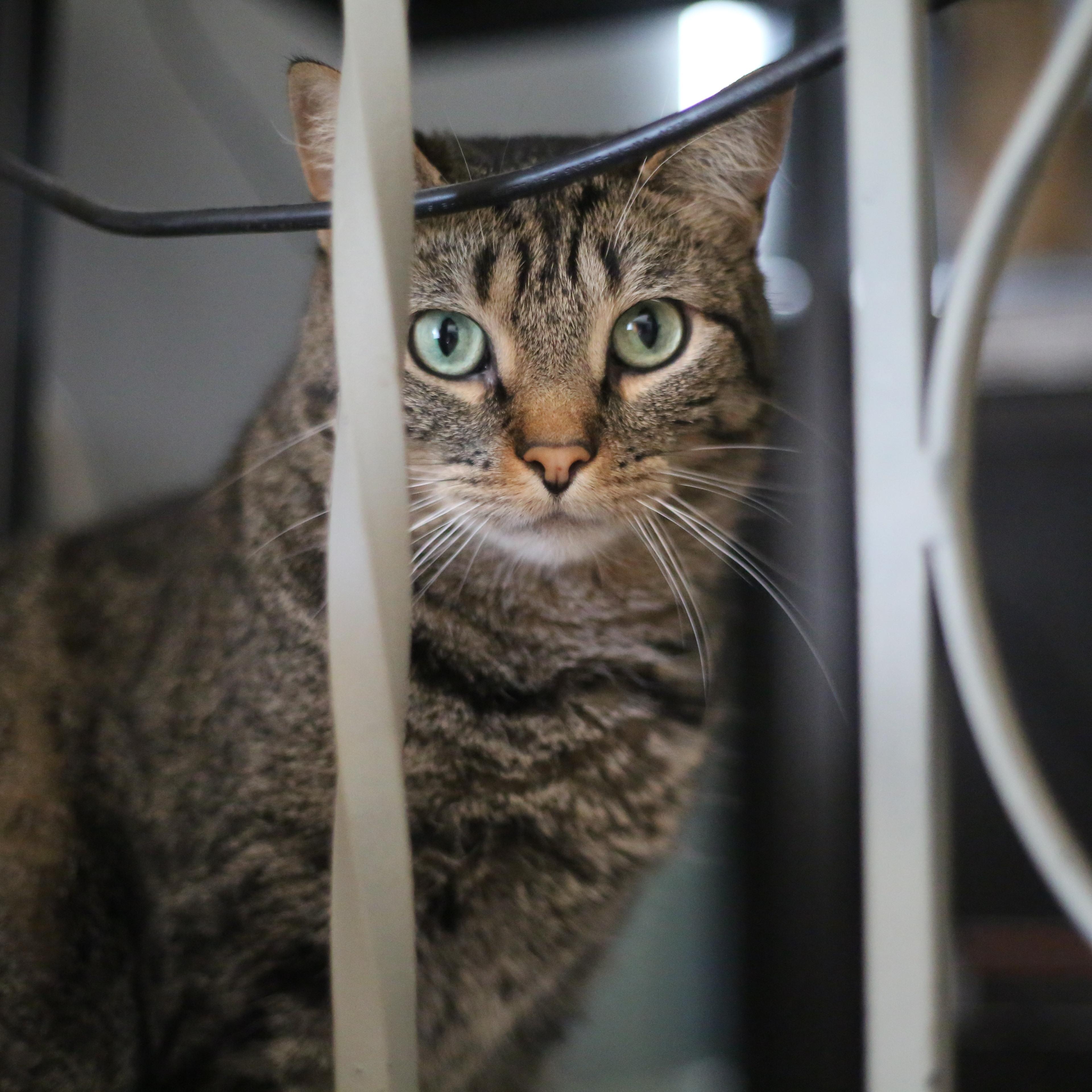 Tamera, Adoptable, Adult Female Domestic Short Hair.