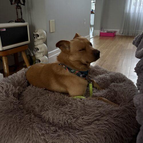Enlarge Marley, a Adoptable mixed breed in Hawkestone, ON image 1/6