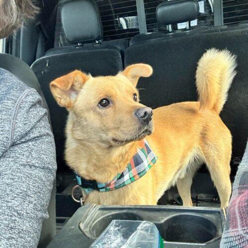 Enlarge Marley, a Adoptable mixed breed in Hawkestone, ON image 3/6