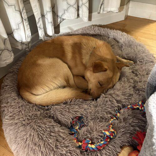 Enlarge Marley, a Adoptable mixed breed in Hawkestone, ON image 4/6
