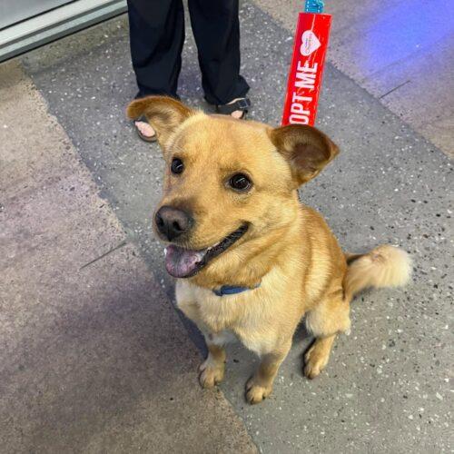 Enlarge Marley, a Adoptable mixed breed in Hawkestone, ON image 5/6