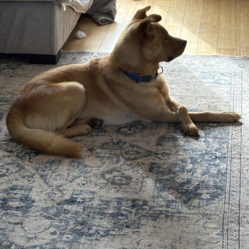 Enlarge Marley, a Adoptable mixed breed in Hawkestone, ON image 6/6