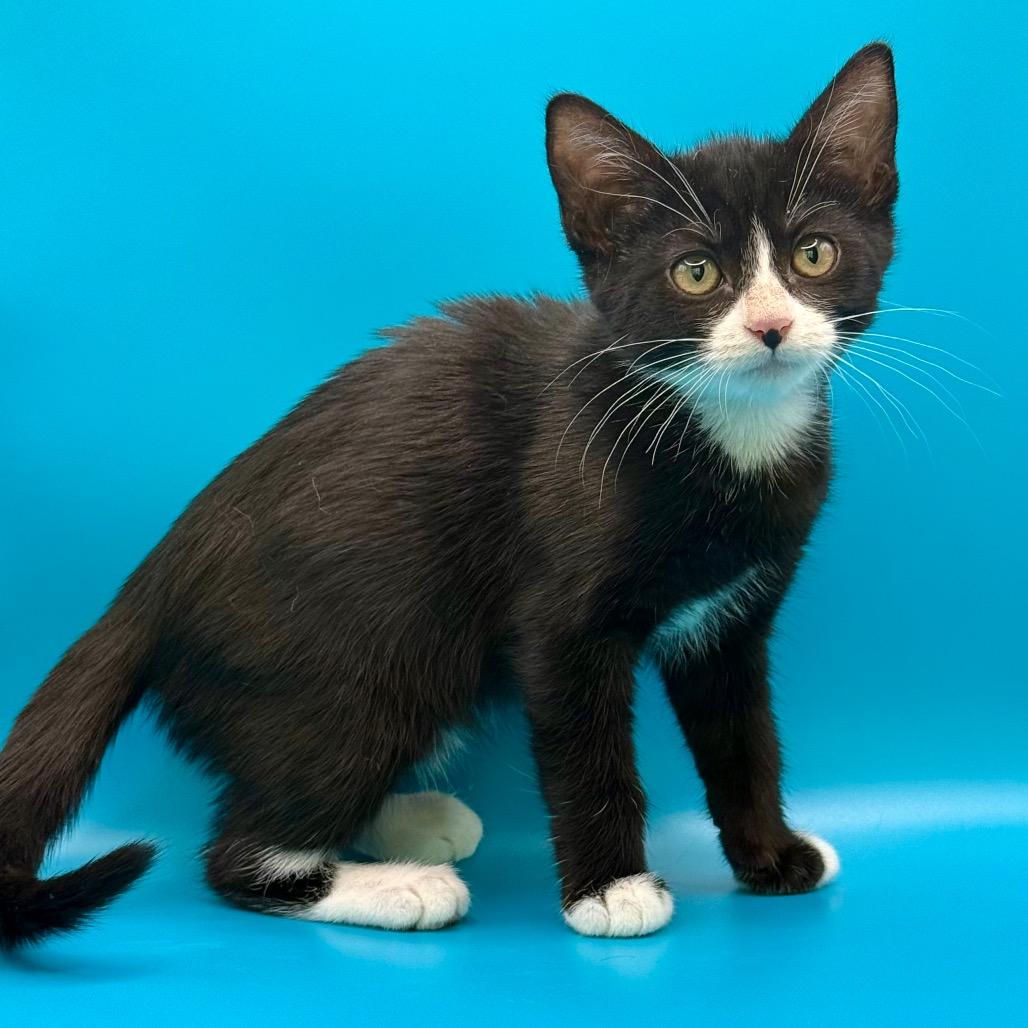 Enlarge Sylvia Plath, a Adoptable Domestic Short Hair in Los Angeles, CA image 1/4