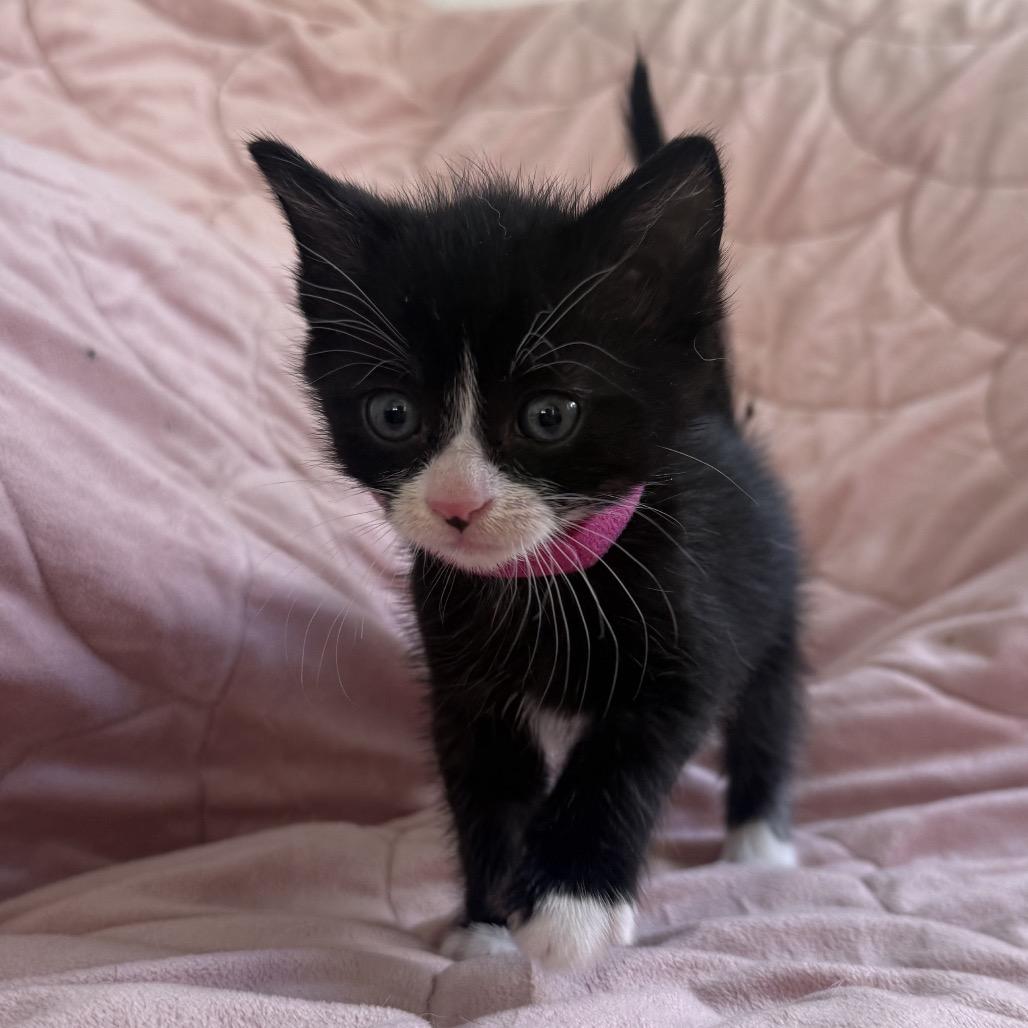 Enlarge Sylvia Plath, a Adoptable Domestic Short Hair in Los Angeles, CA image 2/4