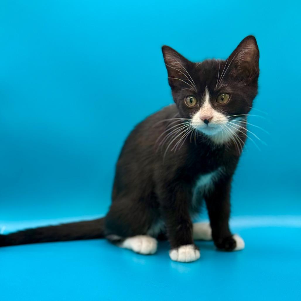 Enlarge Sylvia Plath, a Adoptable Domestic Short Hair in Los Angeles, CA image 3/4