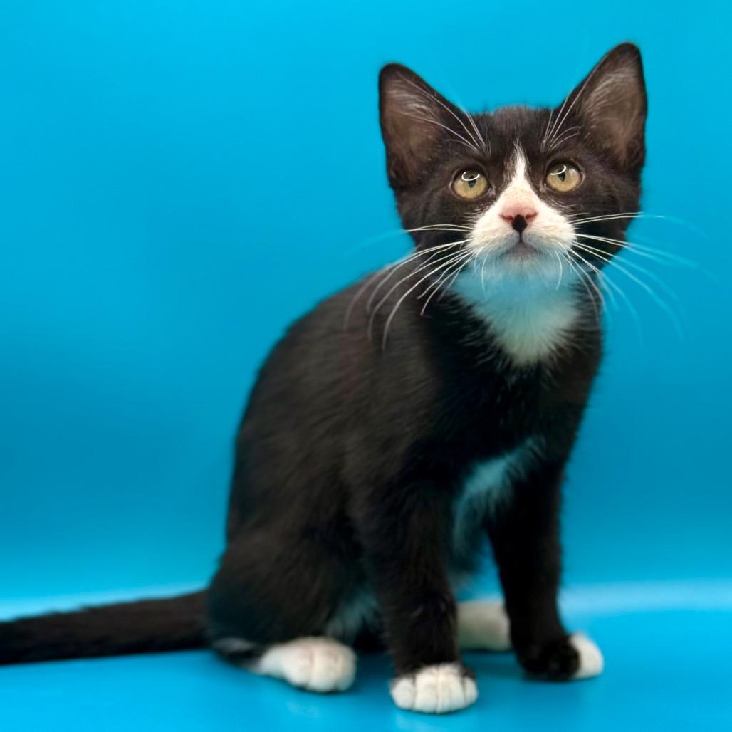 Enlarge Sylvia Plath, a Adoptable Domestic Short Hair in Los Angeles, CA image 4/4