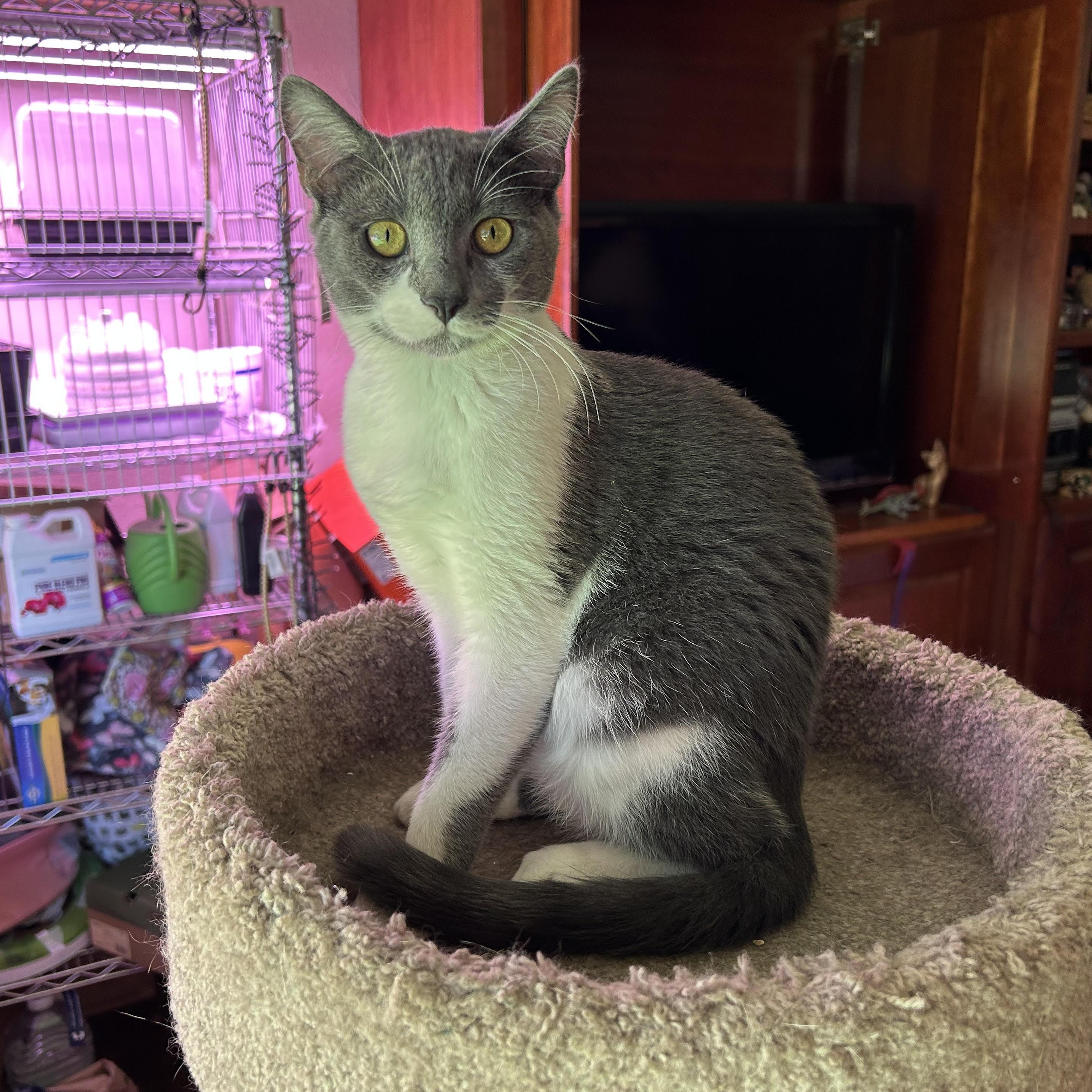 Enlarge Tinsel, a Adoptable Domestic Short Hair in Springfield, OR image 5/6