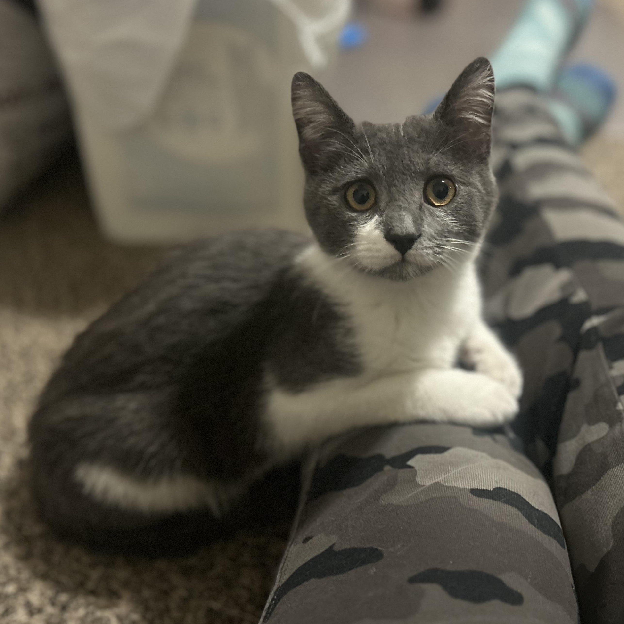 Enlarge Tinsel, a Adoptable Domestic Short Hair in Springfield, OR image 2/6