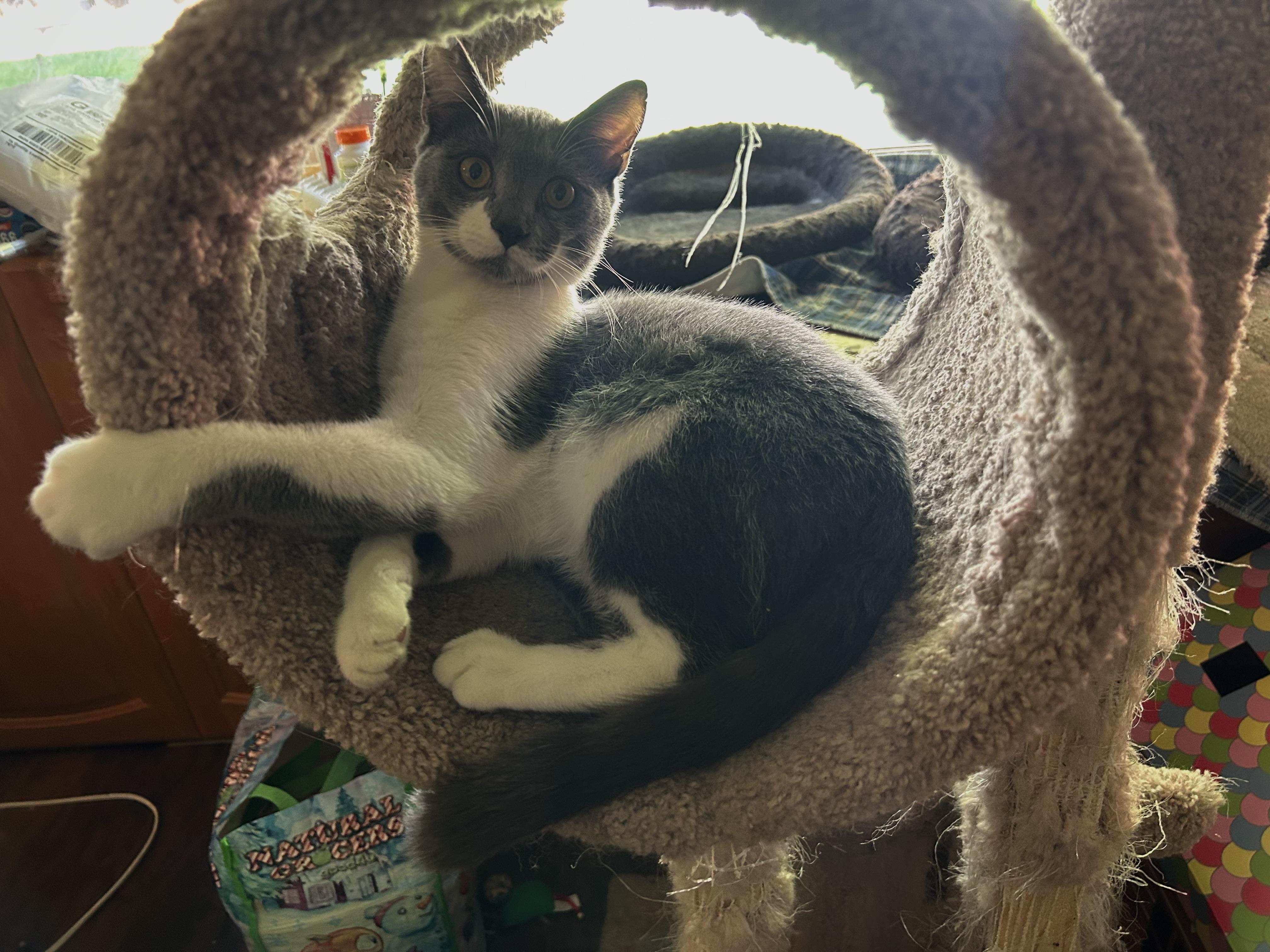 Enlarge Tinsel, a Adoptable Domestic Short Hair in Springfield, OR image 6/6