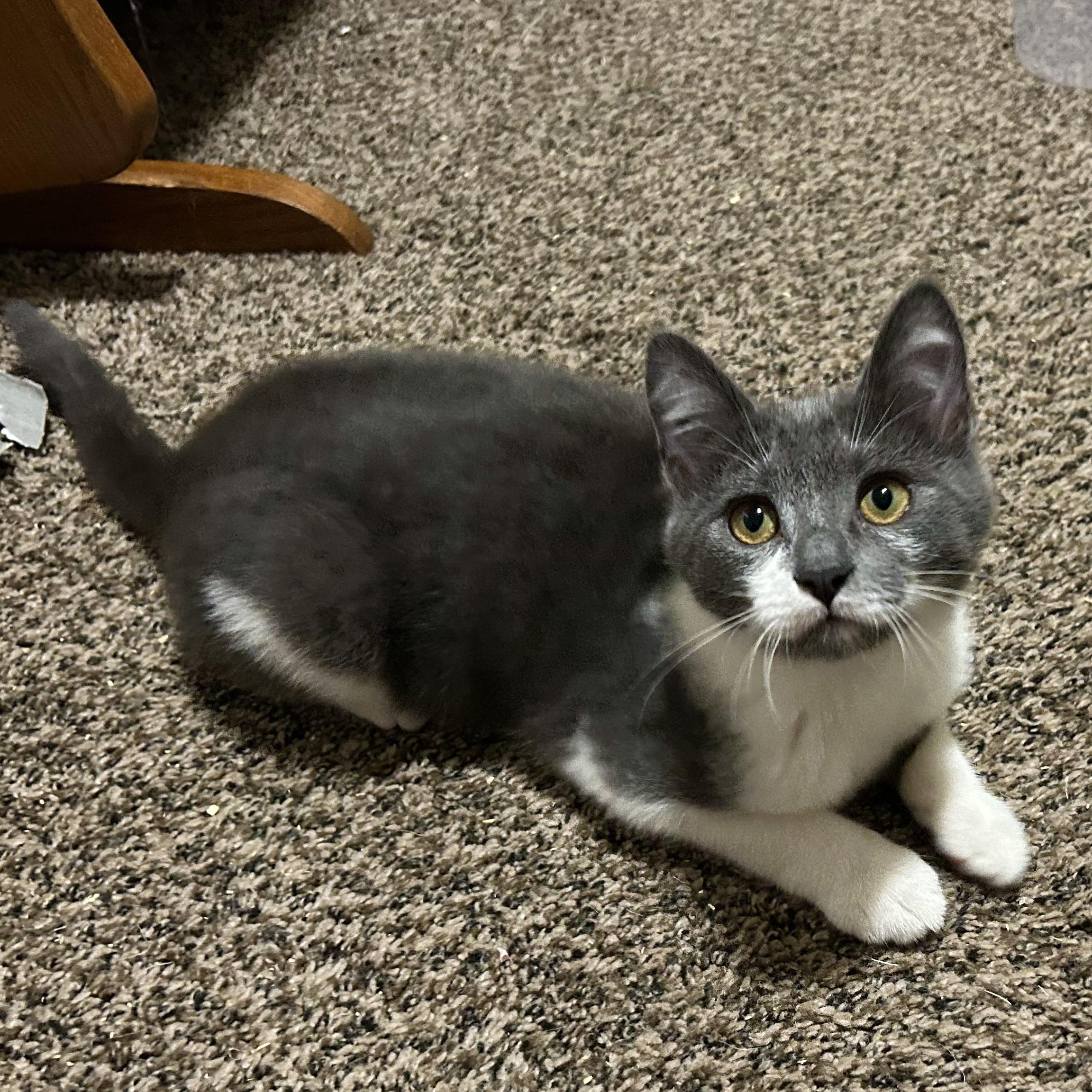 Enlarge Tinsel, a Adoptable Domestic Short Hair in Springfield, OR image 4/6
