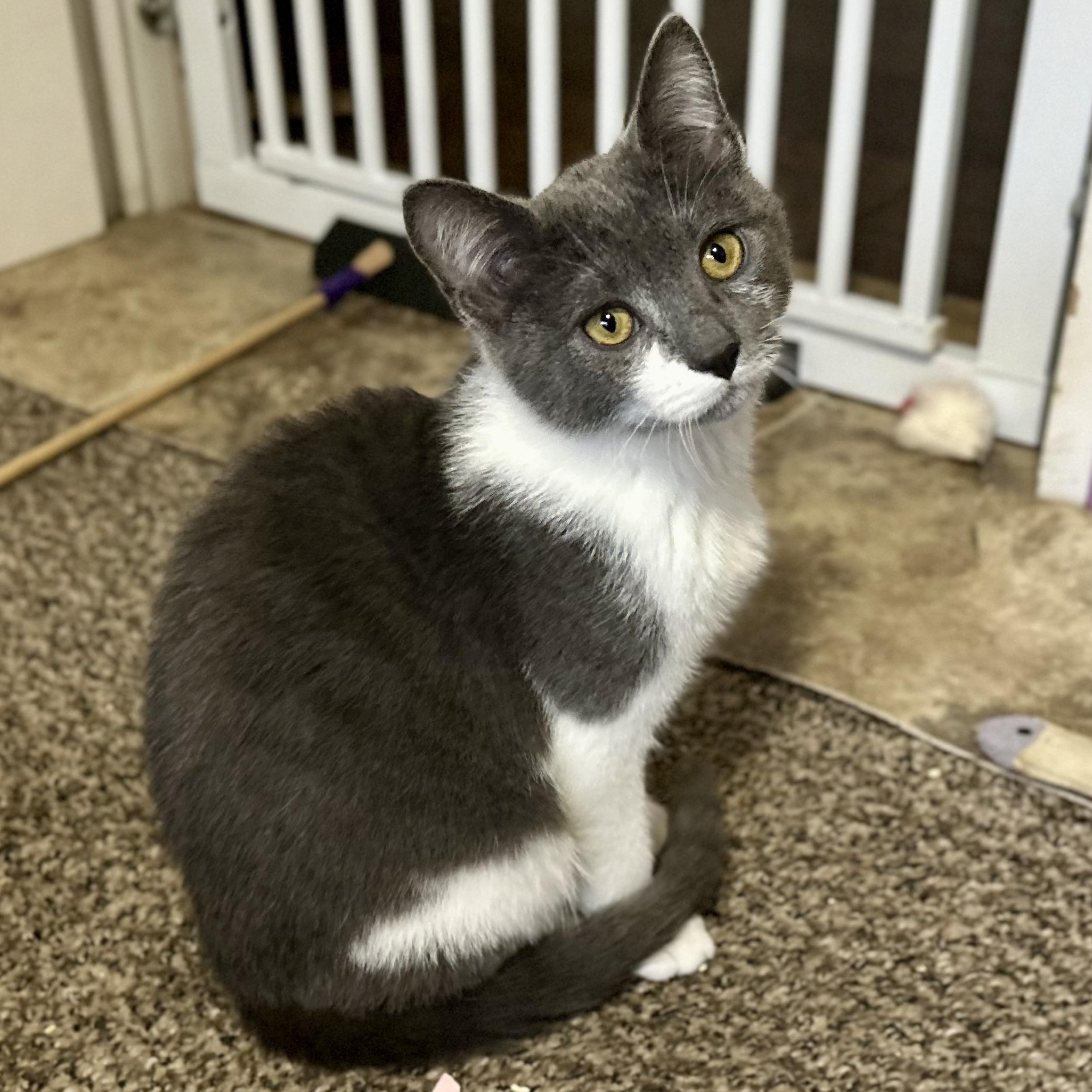 Enlarge Tinsel, a Adoptable Domestic Short Hair in Springfield, OR image 3/6