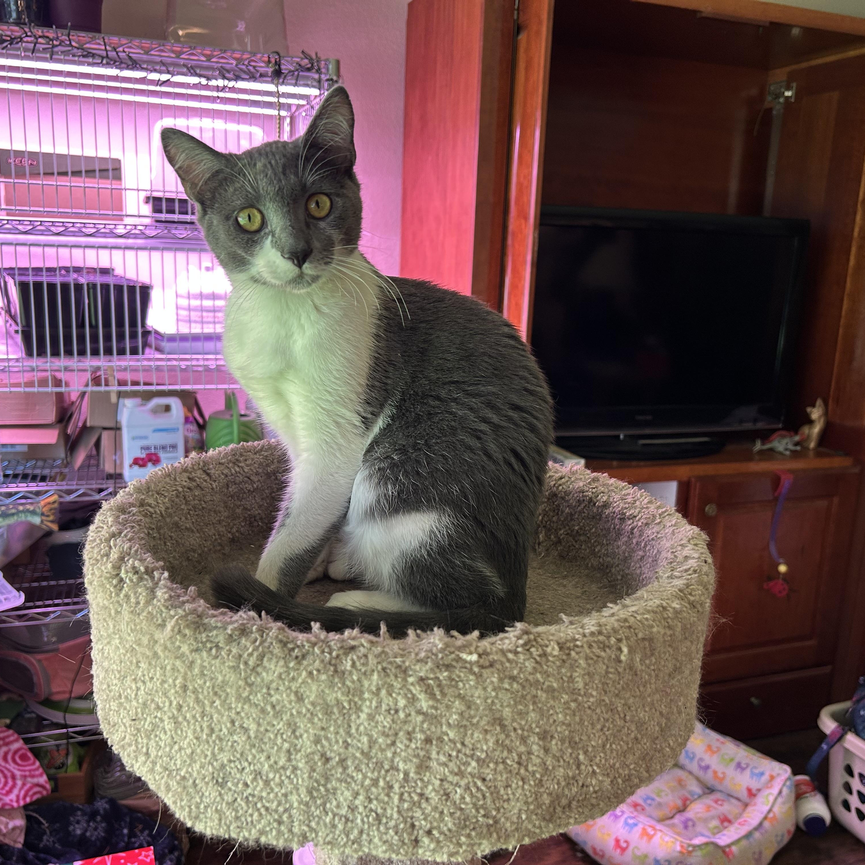 Enlarge Tinsel, a Adoptable Domestic Short Hair in Springfield, OR image 1/6