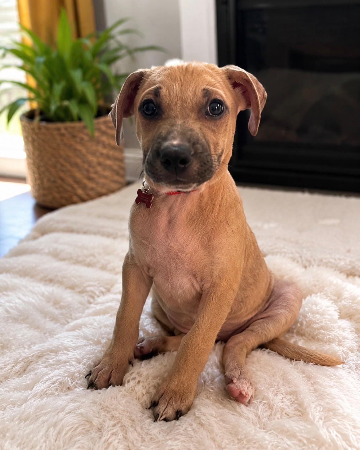 Enlarge Caramel, an adopted mixed breed in Houston, TX image 3/3